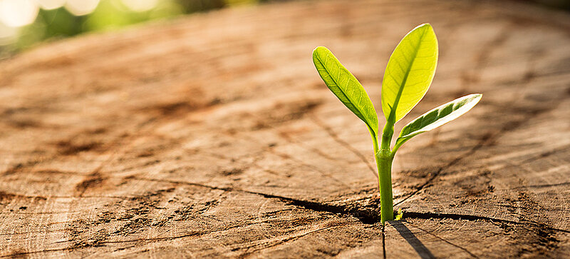 A new plant growing out of a felled tree trunk