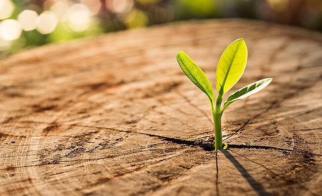 A new plant growing out of a felled tree trunk